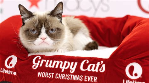 No Grumpy Cat Is Not Worth 100 Million