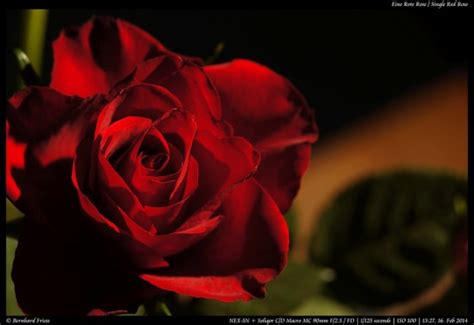 3d Red Rose Live Wallpaper 1024x703 Download Hd Wallpaper