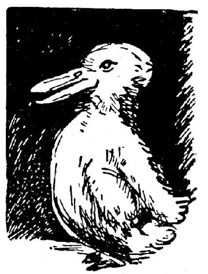 Jastrow Duck Rabbit Optical Illusion Drawing
