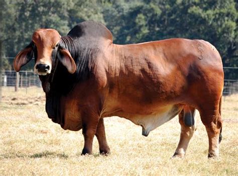 Red Brahman Bull Breeds Of Cows Cattle Farming Cattle Ranching