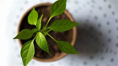 4k 5k Pot Leaf Plant Brown Resolutions