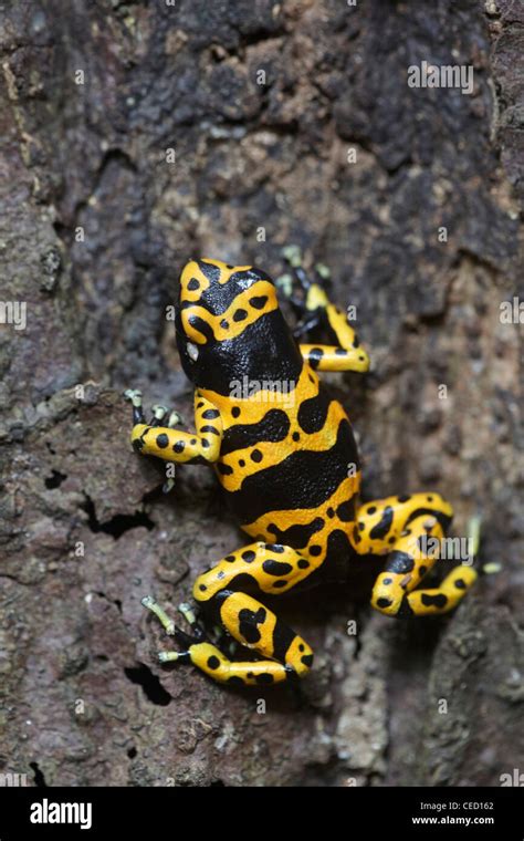 Yellow Banded Poison Dart Frog Dendrobates Leucomelas In The Tropical