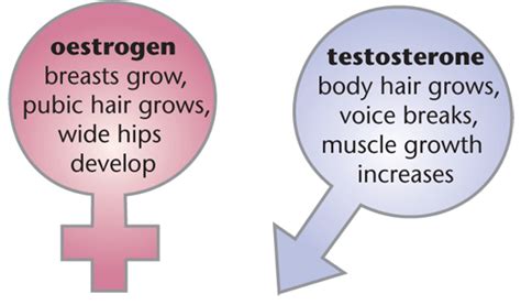 Hormones Uses In Reproduction Biology Gcse Revision