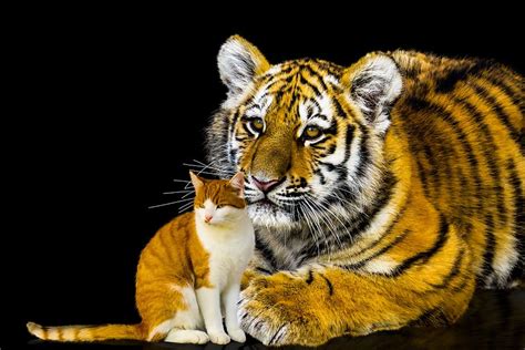 Hd Wallpaper Animals Cat Tiger Big Cat Domestic Cat Predator