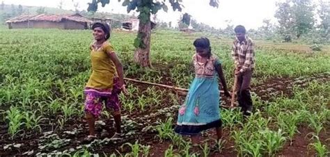 Acute Financial Troubles Force Farmer To Use Daughters To Pull The