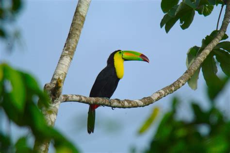 Belize National Bird Keel Billed Toucan Pioneer Expeditions
