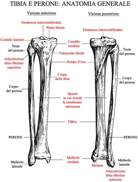 Differenza Tra Tibia Perone Fibula E Femore Medicina Off