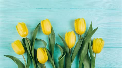 Spring Tulip Yellow Flower In Blue Wooden Background 4k 5k