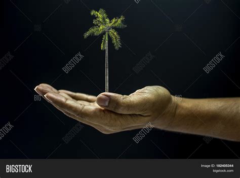 Hand Holding Areca Image And Photo Free Trial Bigstock