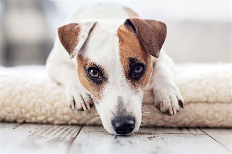 Cómo Dejar A Tu Perro Solo En Casa Los 5 Mejores Consejos
