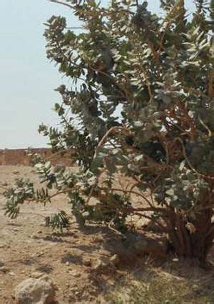 كرة القدم والتنس والإسكواش والسباحة. ألبومات الصور محمية وادي دجلة تستقبل بطولة إفريقيا ...