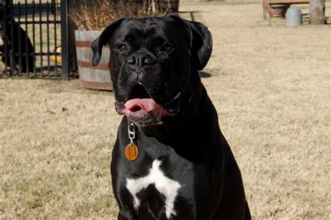 Big mac boxers~ kennel in the usa specializing is the top european boxer puppies for sale and best euro boxers in the united states. AKC Black Boxer Champion Boxer Puppy For Sale In Texas Boxer Breeder Black Boxer Puppy