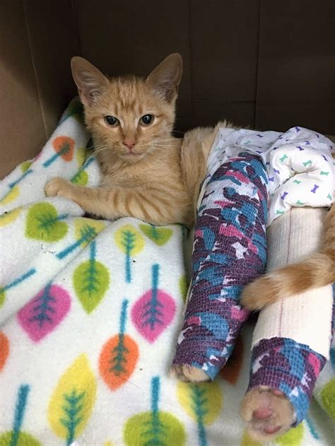 What is surgical fracture repair? They Save Cat with Broken Legs and Help Him Walk Again ...