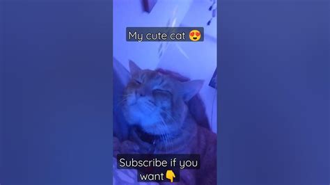 My Cute Cat ️😍🥰 ️ Sub If You Want Youtube
