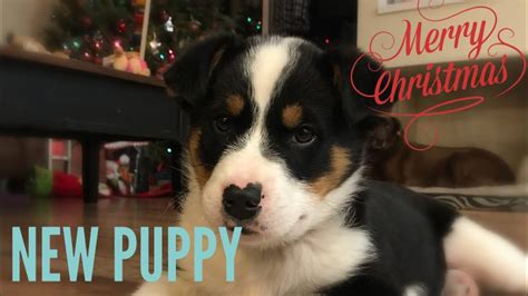 Christmas Puppy Surprise Youtube