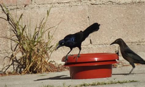 10 Proven Tips On How To Attract Crows To Your Yard