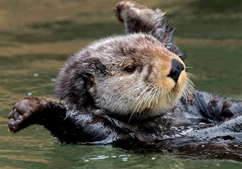 Northern Sea Otter Notecard Ii