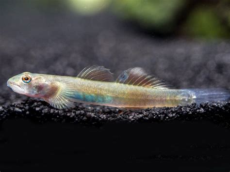 Blue Belly Red Goby Lentipes Ikeae Aquatic Arts