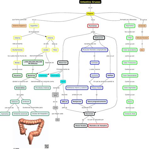 Mapa Conceptual Del Sistema Digestivo Most Complete Boni
