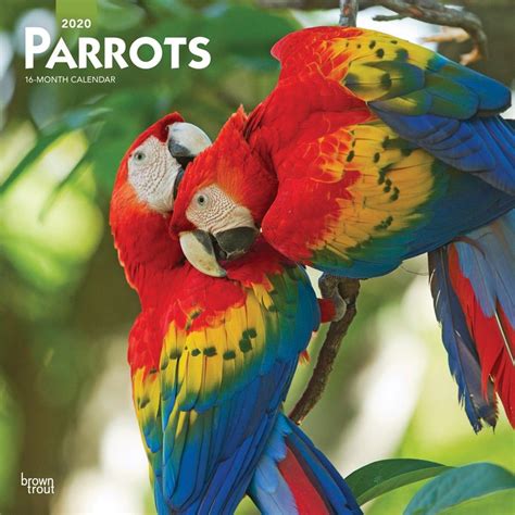 Parrots Wall Calendar Wall Calendar Round Art Tropical Birds