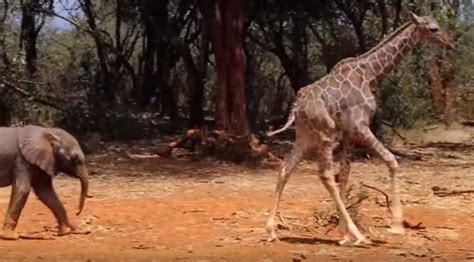 Orphaned Baby Elephant And Baby Giraffe Are The Best Of Friends