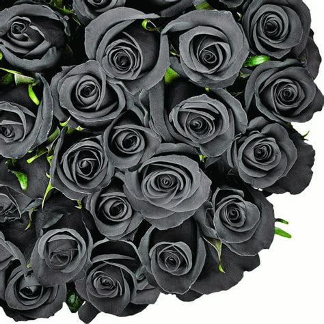 Tinted Black Roses 50 Cm Fresh Cut 50 Stems