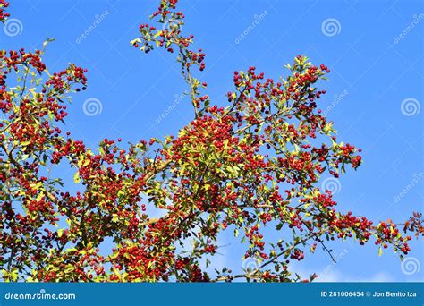 Fruits Of The Hawthorn Crataegus Monogyna At The Beginning Of Autumn