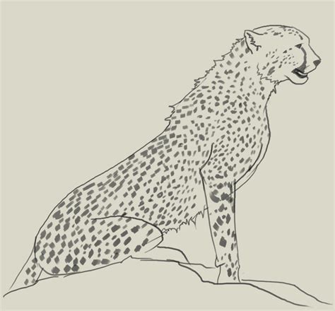 Draw a line, which will act as the center of the head. Easy Cheetah Drawing at GetDrawings | Free download