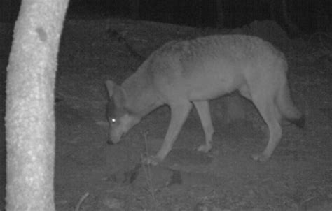 Wolf Sightings Confirmed In N California Lake Tahoe Newslake Tahoe News