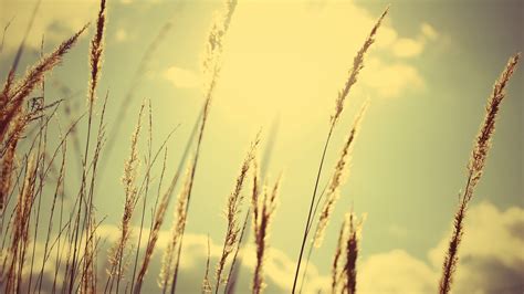 2560x1440 Resolution Wheat Plant Nature Plants Sky Clouds Hd