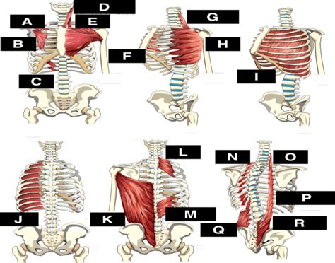 It provides a strong framework onto which the muscles of the shoulder girdle, chest, upper abdomen and back can attach. Muscles of the Rib Cage Wall - PurposeGames