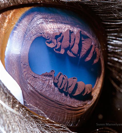 The Microscopic Photographs Reveal Animals With The Most Beautiful Eyes