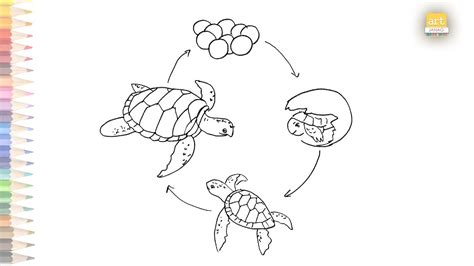Life Cycle Of A Turtle Diagram Easy How To Draw Life Cycle Of A