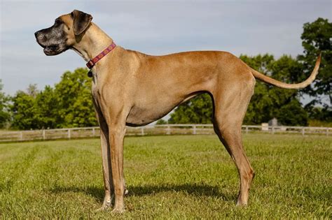At What Age Are Great Danes Fully Grown