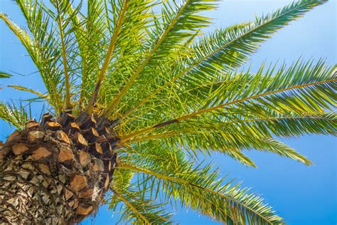 Palm Trees And Blue Sky Free Stock Photo Public Domain Pictures