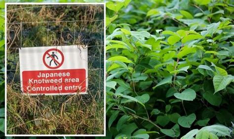 ‘be Vigilant Japanese Knotweed Warning After First Shoots Of 2022