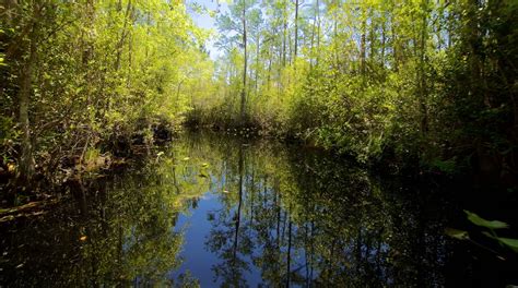 Okefenokee Swamp Park In Waycross Tours And Activities Expedia