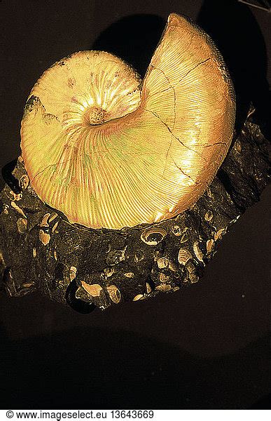 Ammonite Fossil Ammonite Fossil Nautiloid Fossilized Spiral Shell Of