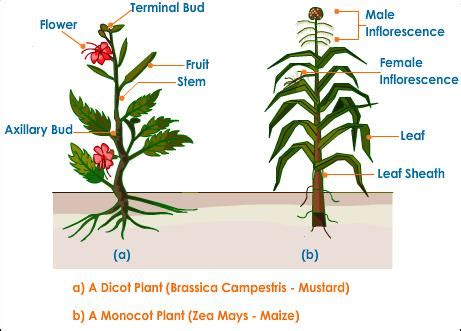 A plant is either monocotyledon or a dicotyledon. RECREANDO LA CIENCIAS EN INGLES: Angiospermae