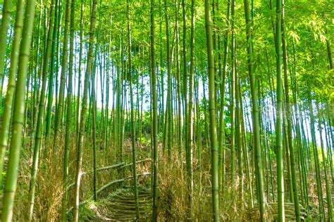 The Photos Of Pung Luong Bamboo Forest In Mu Cang Chai Origin Vietnam