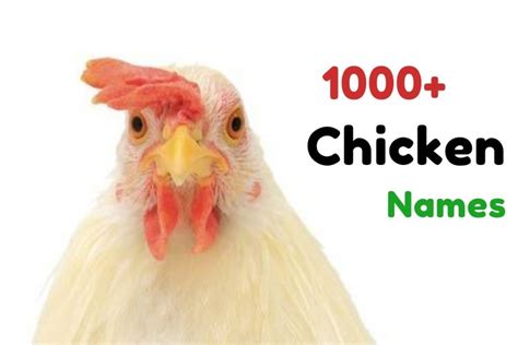 1000 Chicken Names Top Best Funny Unique Names For Chickens