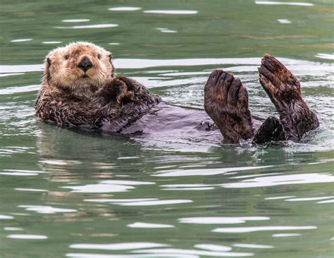 Sea Otter Robert Levy Flickr