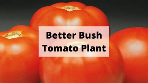 The Correct Pronunciation Of Better Bush Hybrid Tomato Plant Youtube