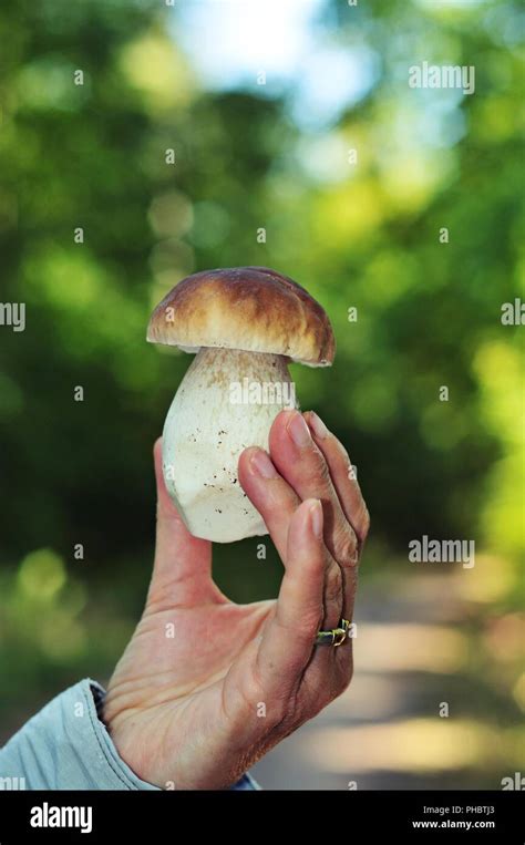Hand Holding Wild Mushroom Hi Res Stock Photography And Images Alamy