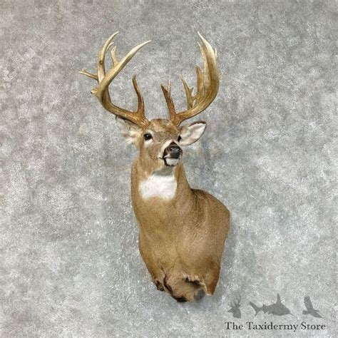 Whitetail Deer Shoulder Mount For Sale 25417 The Taxidermy Store