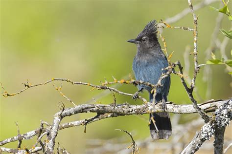 Birds In Alaska: 26 Species You Should Be Looking For