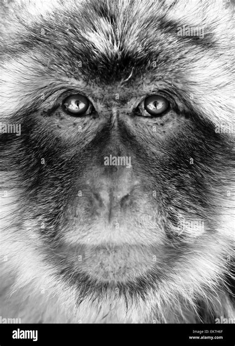 White Monkey Hi Res Stock Photography And Images Alamy