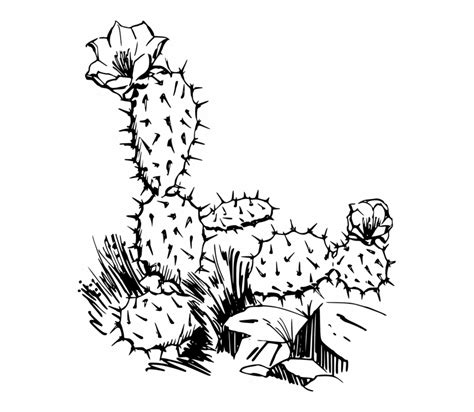 Cactus Clipart Black And White