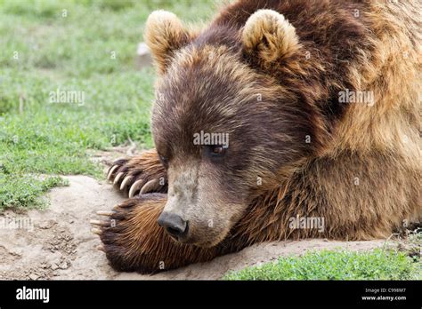 Siberian Brown Bear Ursus Arctos Beringianus Stock Photo Alamy