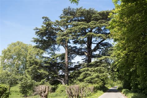 Lebanon Cedar Old Protected Tree In Park Stock Image Image Of